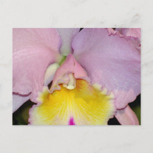 Spring Orchid Postcard