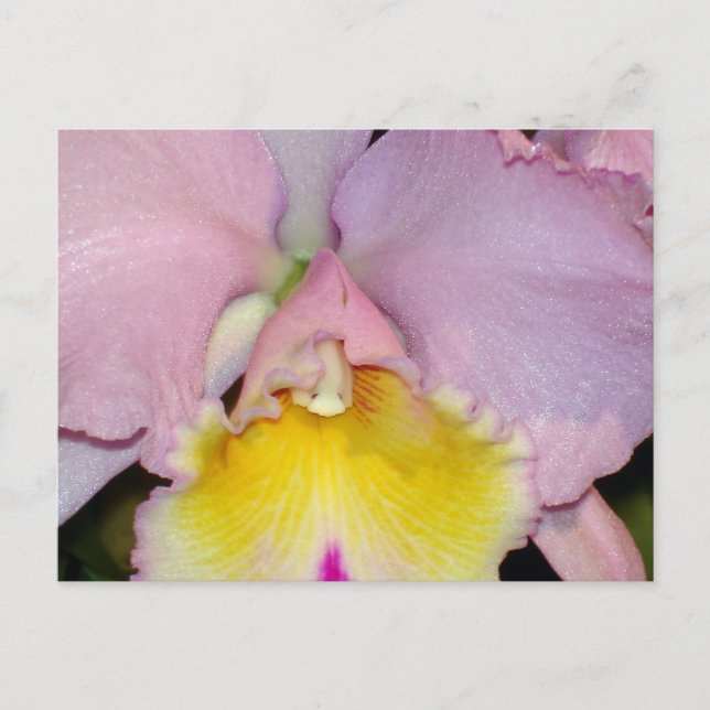 Spring Orchid Postcard (Front)
