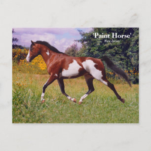 Spring Paint Horse Postcard