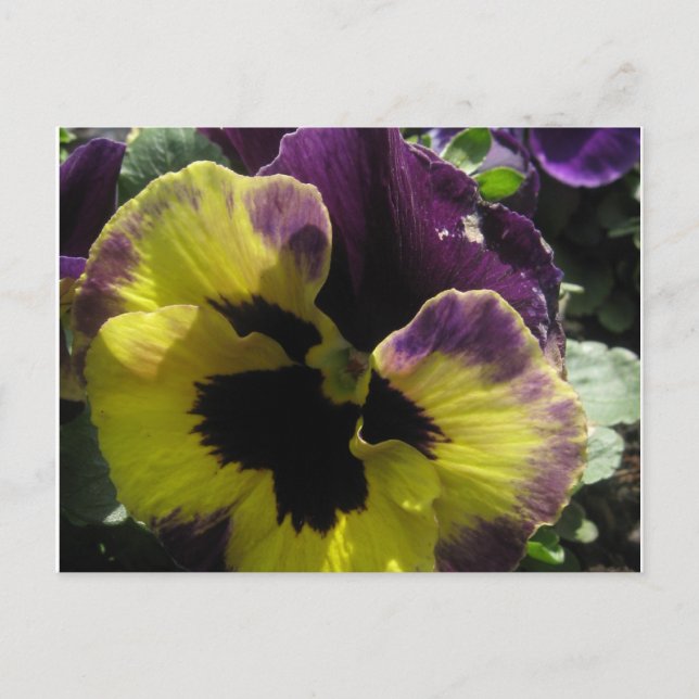 Spring Pansy Postcard (Front)