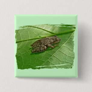 Spring Peeper (Pseudacris crucifer) Treefrog Items 15 Cm Square Badge