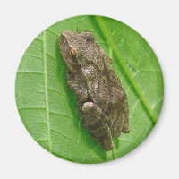 Spring Peeper (Pseudacris crucifer) Treefrog Items