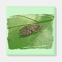 Spring Peeper (Pseudacris crucifer) Treefrog Items