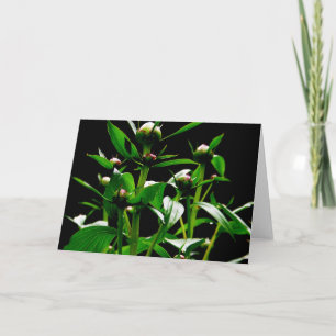 Spring Peonies Note Card