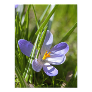 Spring Photo Print
