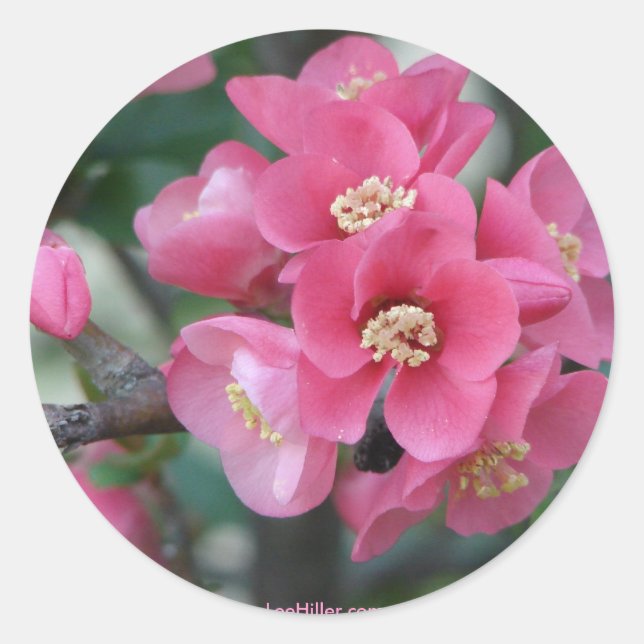 Spring Pink Blooming Flowering Quince Classic Round Sticker (Front)