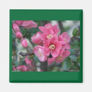 Spring Pink Blooming Flowering Quince Magnet