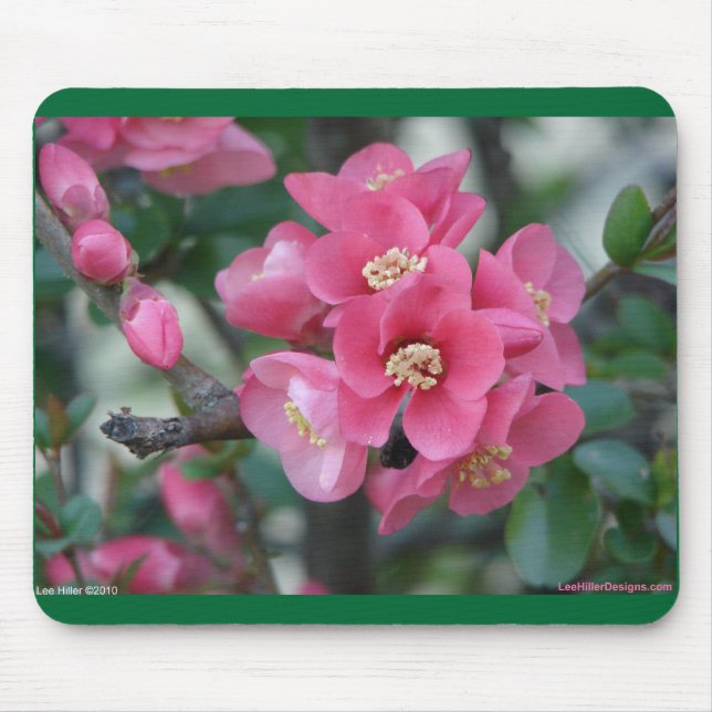 Spring Pink Blooming Flowering Quince Mouse Pad (Front)