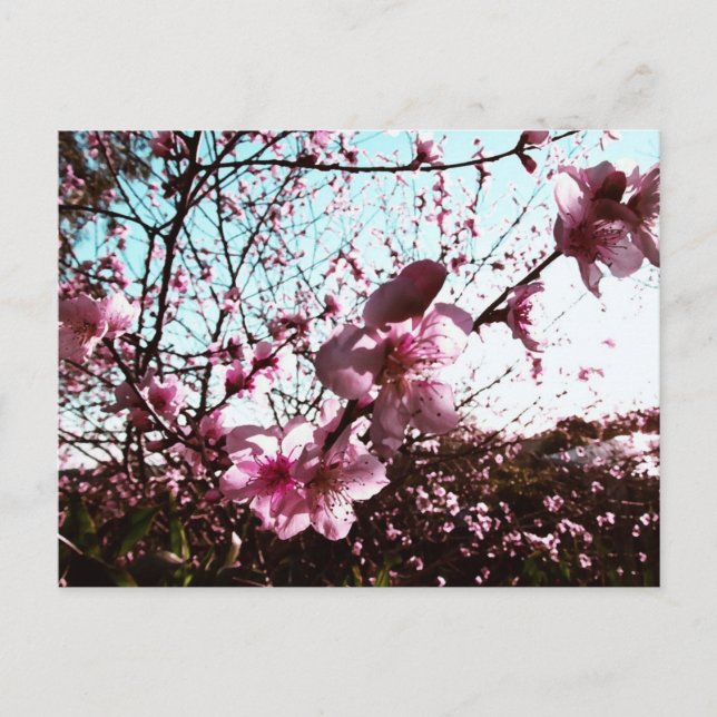 Spring Pink Blossoms Flowers Postcard (Front)