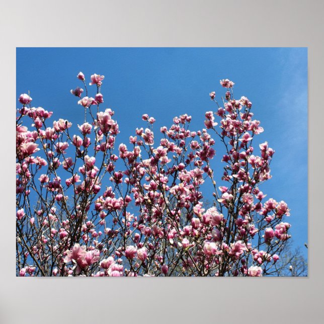 Spring Pink Magnolia Blossoms Blue Sky Poster (Front)