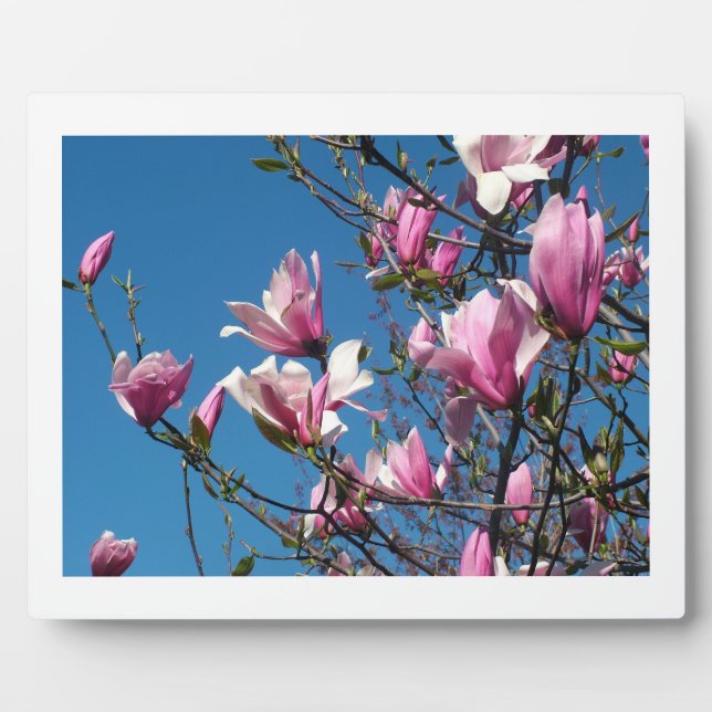 spring pink magnolia flowers in blue sky plaque (Front)