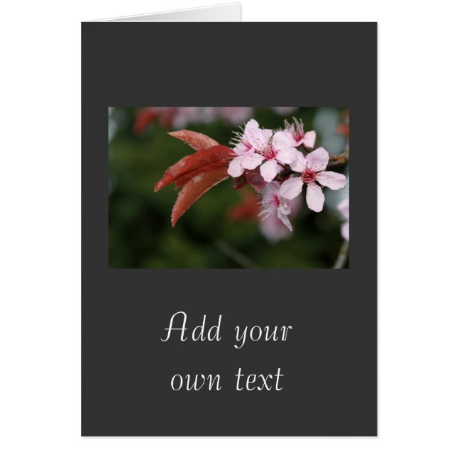 spring pink plum flowers (Front)