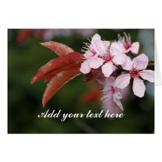 spring pink plum flowers