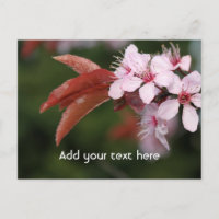 spring pink plum flowers