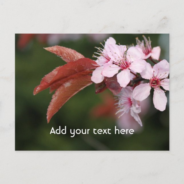 spring pink plum flowers postcard (Front)