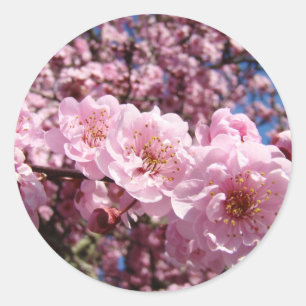 Spring Pink Tree Blossoms stickers seals Flowers