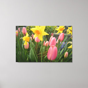 Spring pink tulip and yellow daffodil flowers canvas print