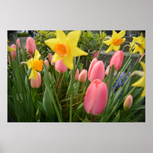 Spring pink tulip and yellow daffodil flowers poster