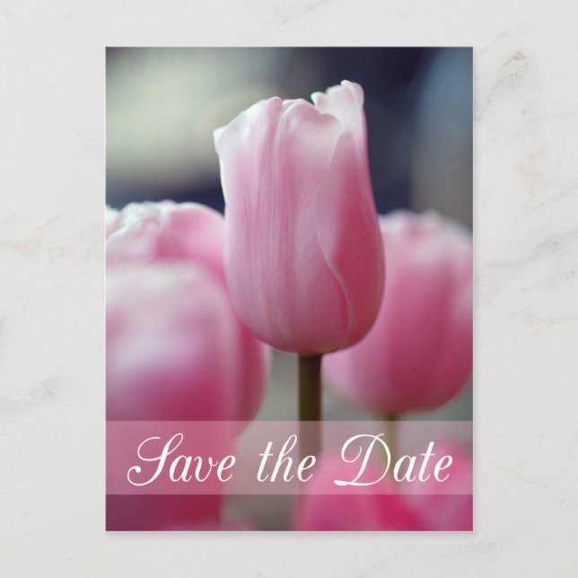 Spring pink tulip flower wedding save the date announcement postcard (Front)
