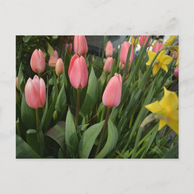 Spring pink tulip flowers happy birthday postcard (Front)