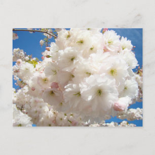 Spring Pink White Tree Flower Blossoms postcards