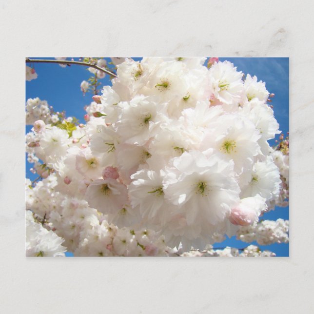 Spring Pink White Tree Flower Blossoms postcards (Front)