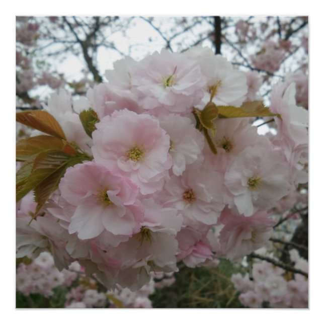 Spring Pinky Poster (Front)