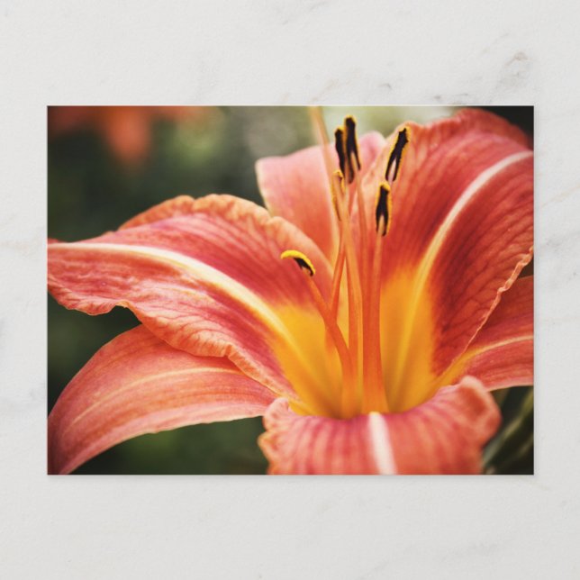 Spring Poetry Postcard (Front)