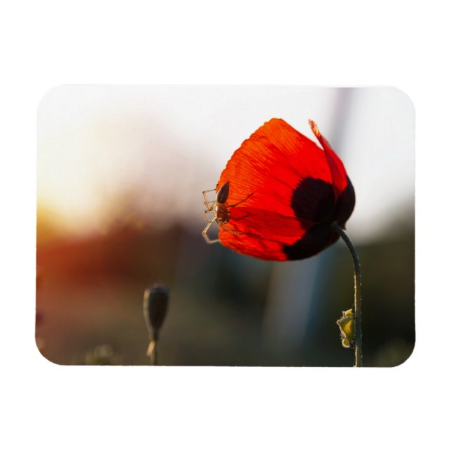 Spring poppy with spider magnet (Horizontal)