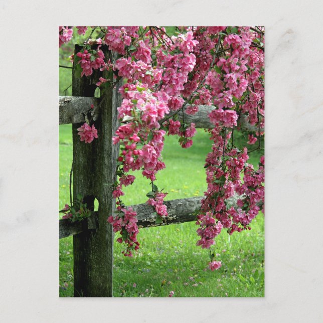 Spring Postcard (Front)
