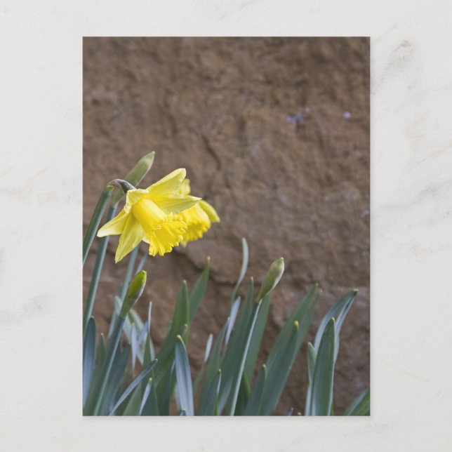 Spring! Postcard (Front)