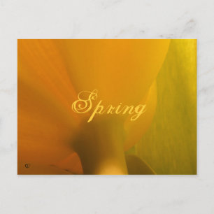 Spring Postcard
