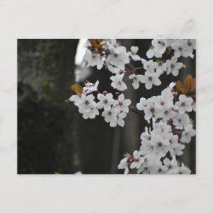 Spring postcard