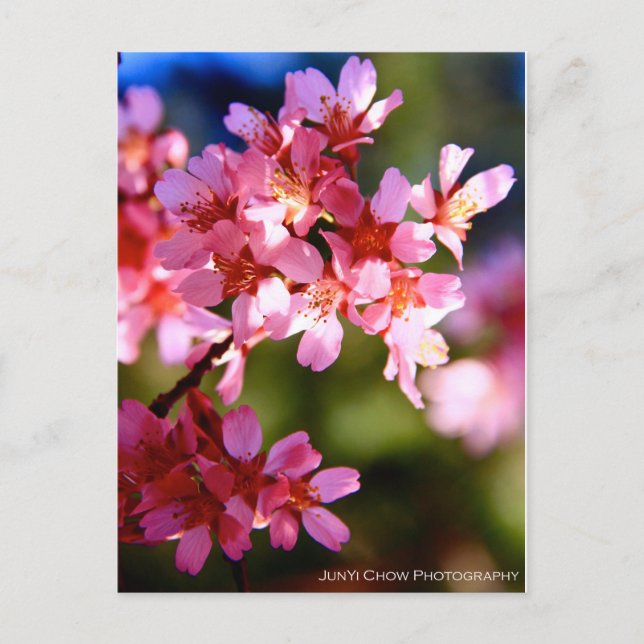 Spring Postcard (Front)