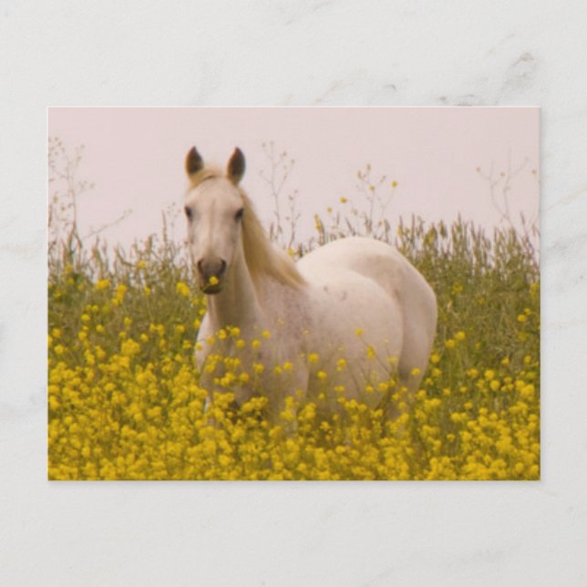 Spring Postcard (Front)