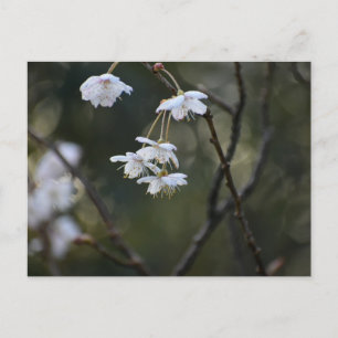 Spring postcard