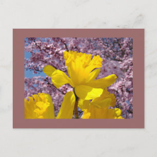 Spring Postcards Yellow Daffodil Pink Blossoms