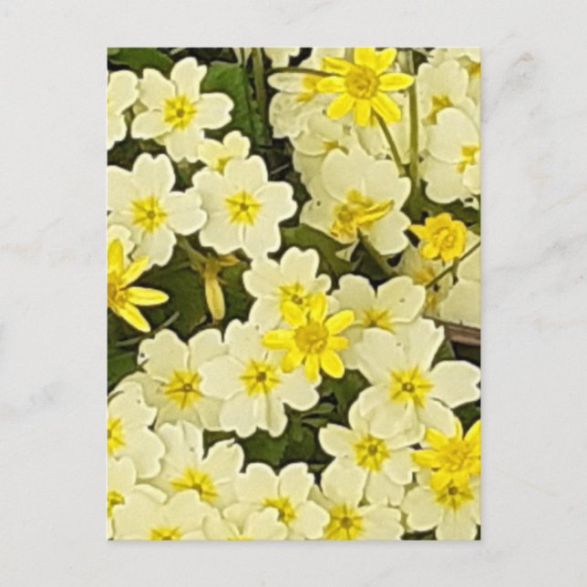 Spring Primroses Postcard (Front)