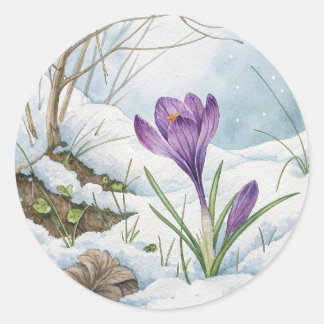 Spring Purple Crocus In The Snow Sticker