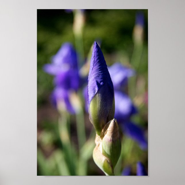 Spring Purple Flower Bud Poster (Front)