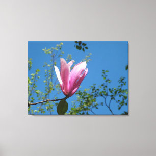 spring purple magnolia flower in blue sky. canvas print