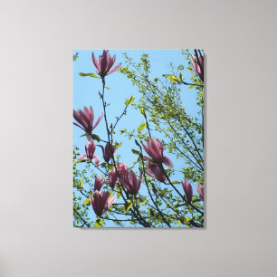 spring purple magnolia flowers in blue sky. canvas print