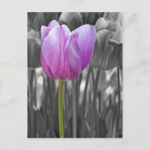 Spring Purple Tulip on Black and White Postcard