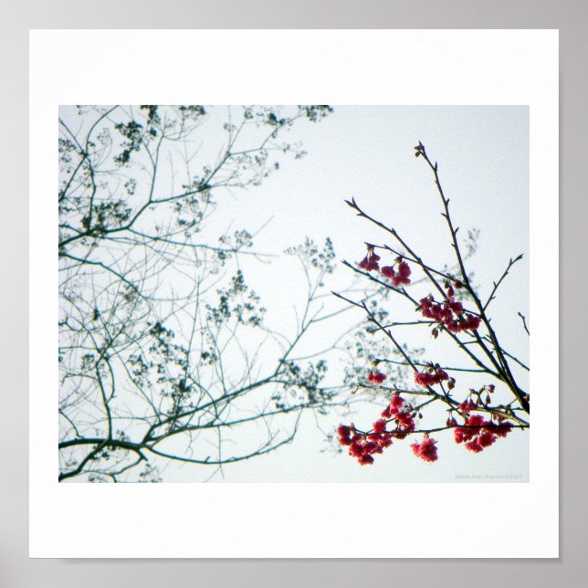 Spring Reach-Out/Cherry Blossoms Photo-Print Poster (Front)