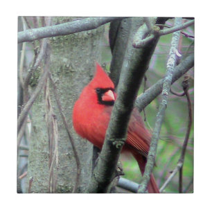 Spring Red Cardinal ( Male) Decorative Tile