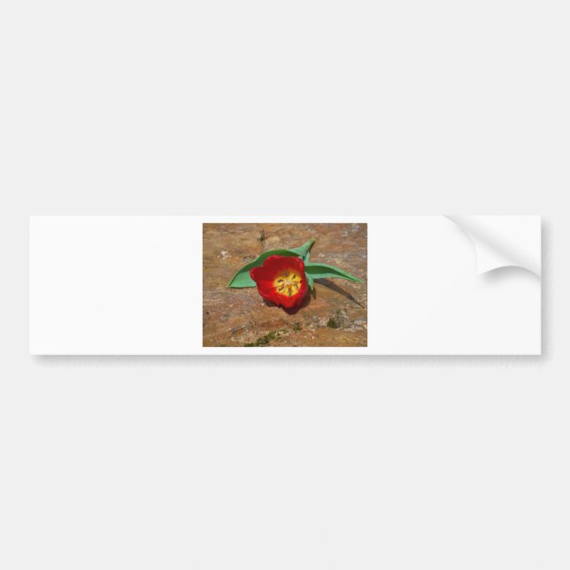 Spring Red Tulip Bumper Sticker (Front)