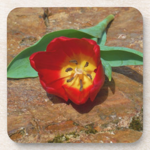 Spring Red Tulip Coaster