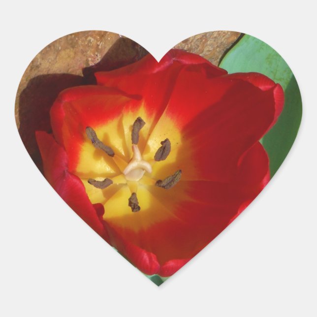 Spring Red Tulip Heart Sticker (Front)