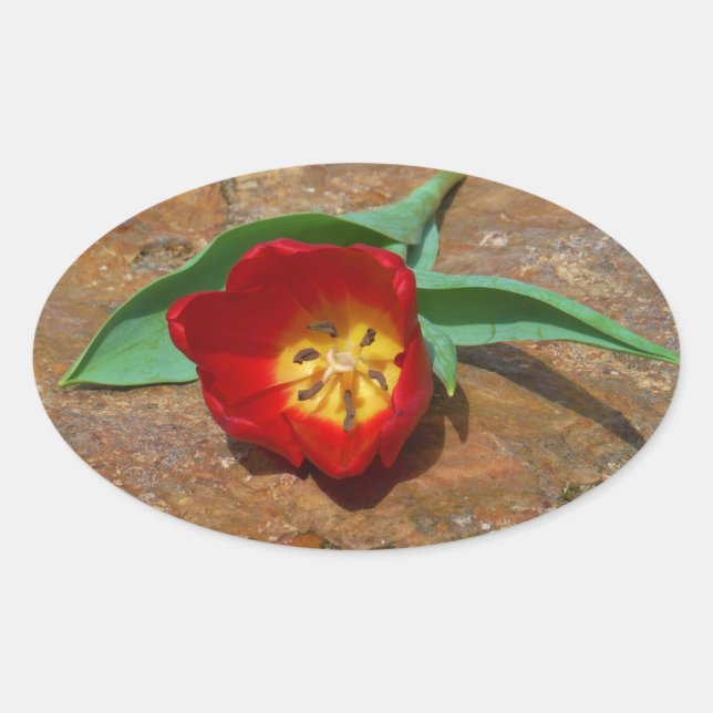 Spring Red Tulip Oval Sticker (Front)