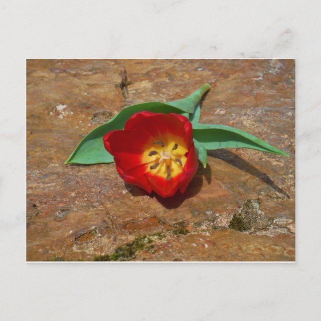 Spring Red Tulip Postcard (Front)